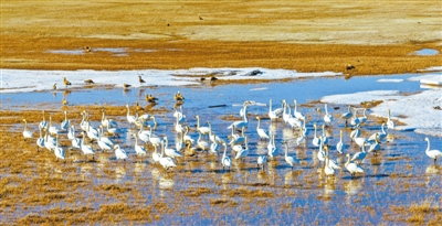 陜西紅堿淖國家級自然保護區陸續迎來遷徙回歸的候鳥